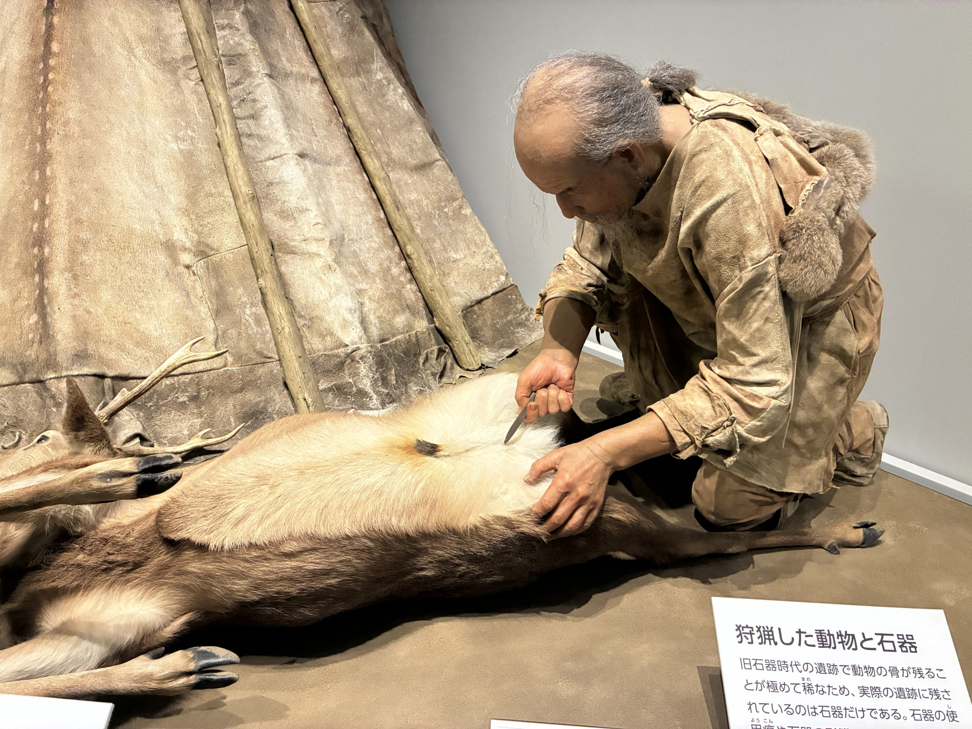 れきはく